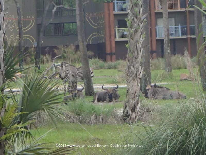 Views of zebras from Disney's Animal Kingdom Lodge Sanaa restaurant