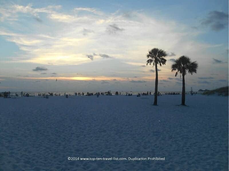 Clearwater Beach palm trees