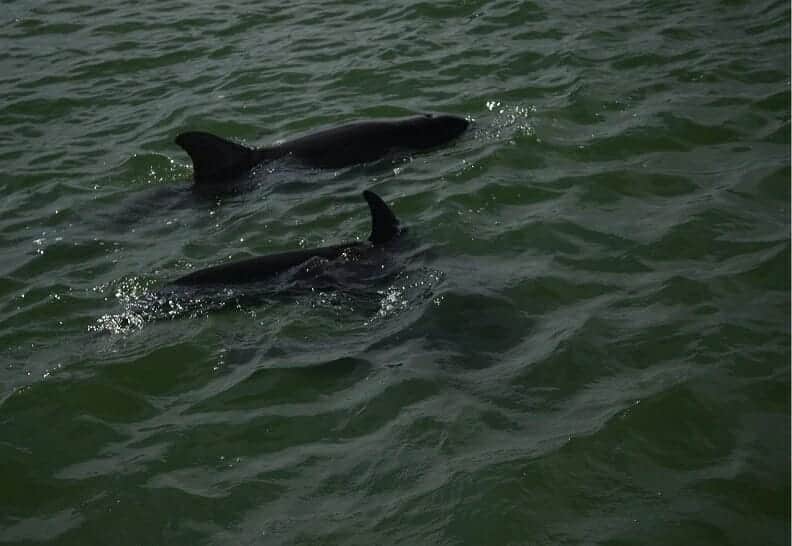 Dolphin sightings in Tarpon Springs, Florida 