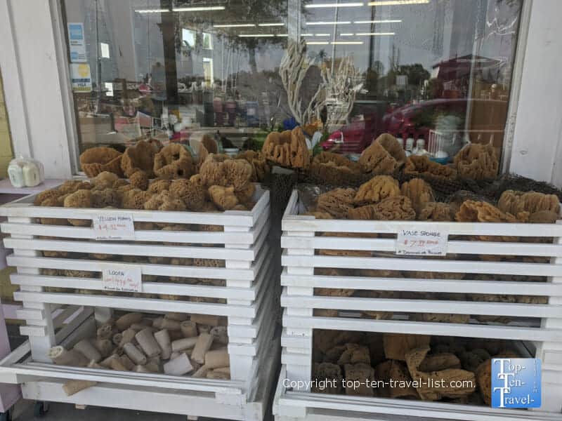 Natural sea sponges in Tarpon Springs, Florida 