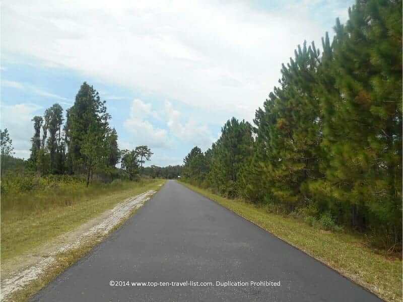 Pines lining the Flatwoods Loop in New Tampa