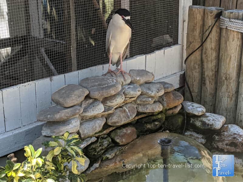 Seaside Seabird Sanctuary in Indian Rocks Beach, Florida 