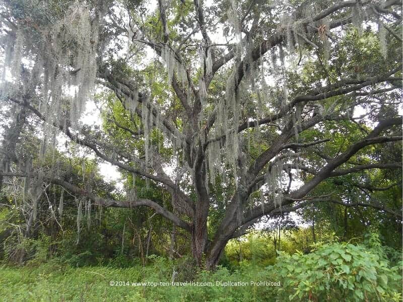 Pretty Spanish moss tree at Boyd Hill Nature preserve in St. Petersburg, Florida 