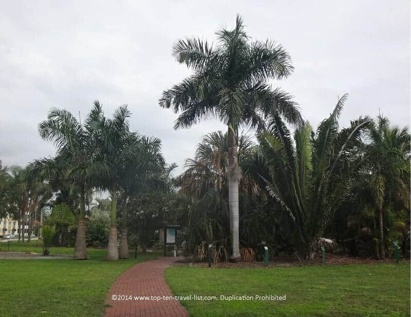 Palm tree arboretum in St. Pete Beach, Florida