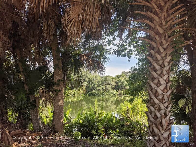 Lush tropical plants at Wall Springs Park in Palm Harbor, Florida