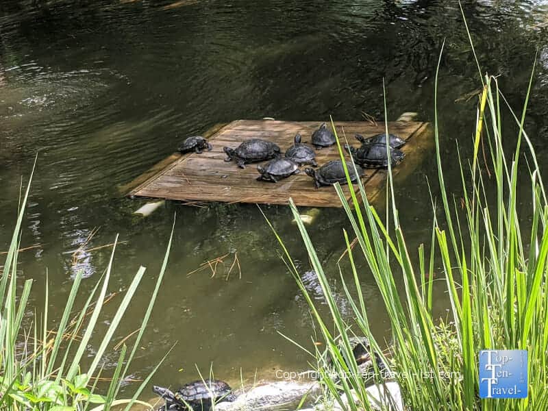 George McGough "Turtle Park" in Largo, Florida
