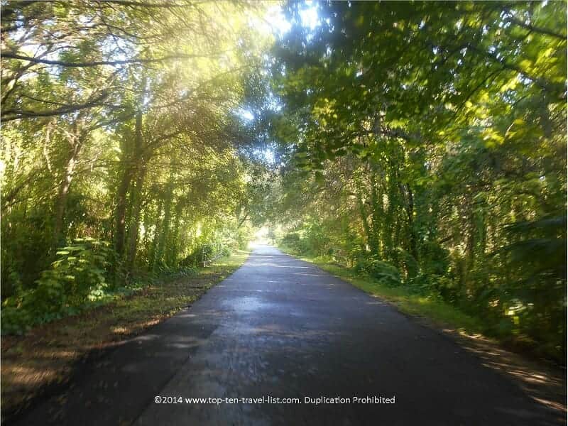 Trees lining the Upper Tampa Bay trail