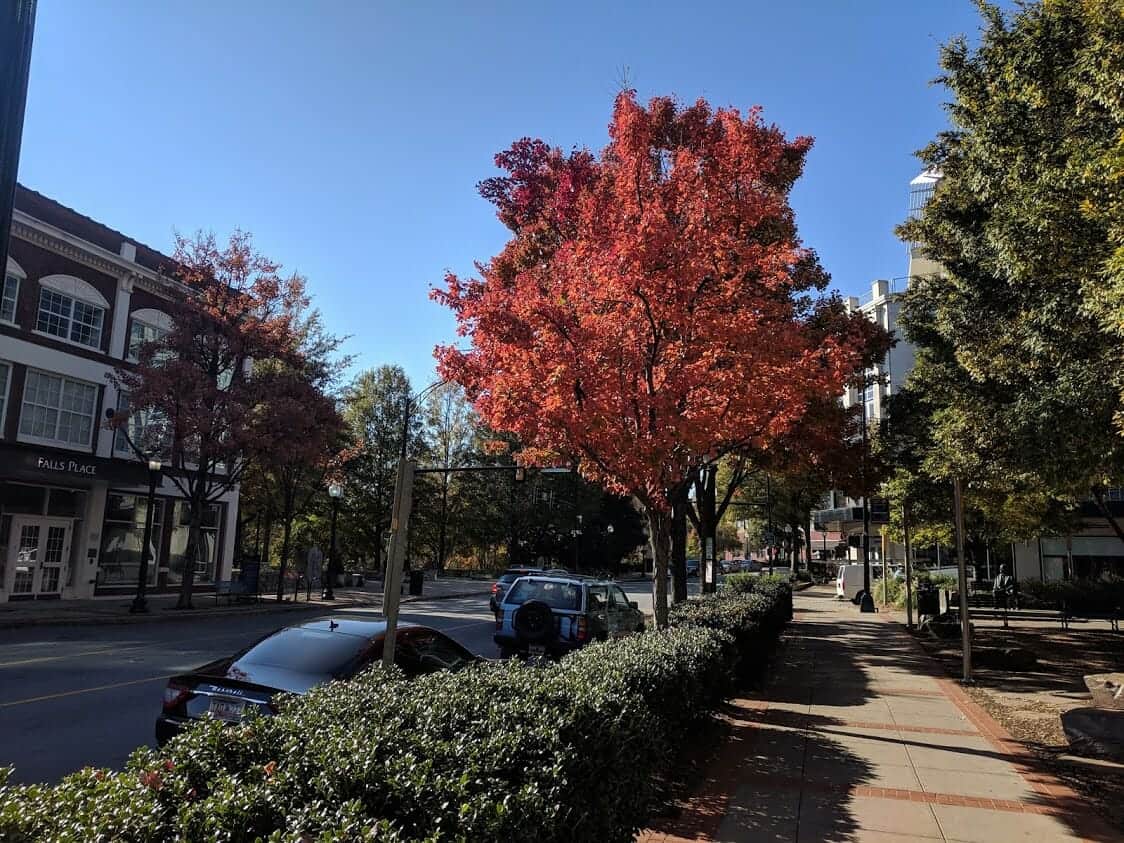 Bright red fall foliage lining Main Street in Greenville, South Carolina 