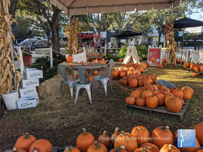Pumpkin patch at Hyde Park Village in Tampa, Florida