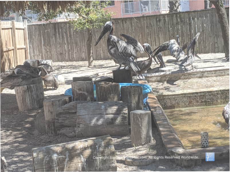 Birds at sanctuary in Indian Rocks Beach 