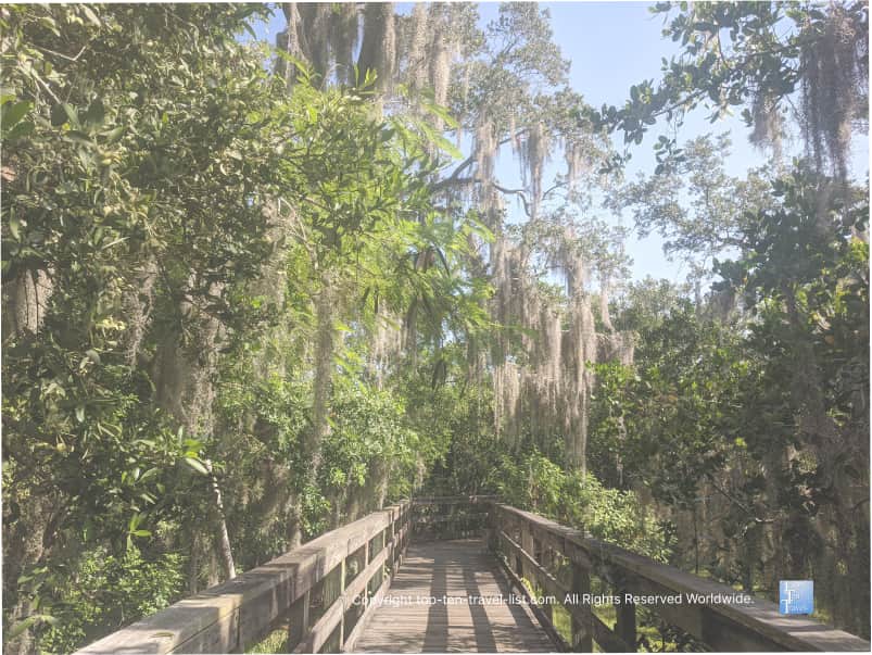 Hammock Park boardwalk in Dunedin