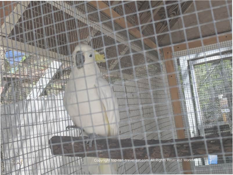 Cockatoo at Indian Rocks Seaside Bird Sanctuary 