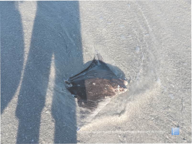 Stingray washed on shore Indian Rocks Beach 