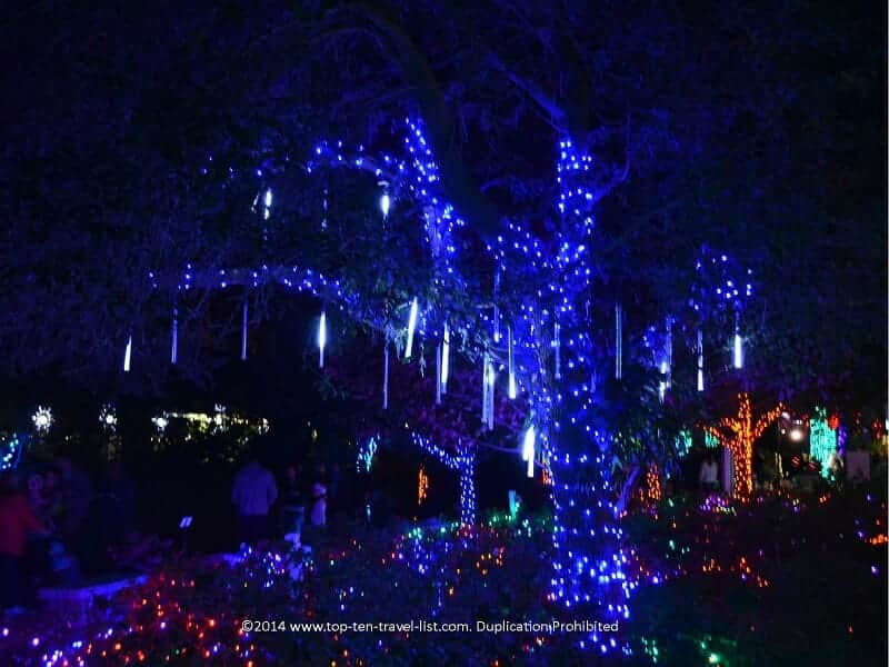 Blue icicle tree lights at the Florida Botanical Gardens in Largo
