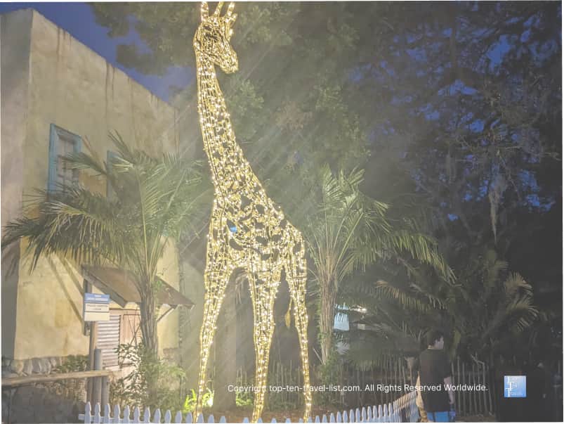 Giraffe Zoo Tampa holiday lights
