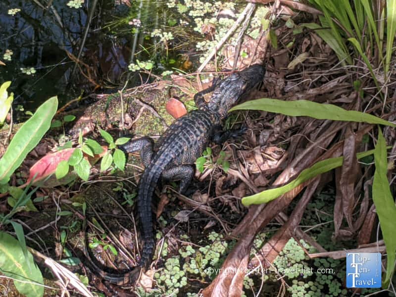 Baby gator sighting at Corkscrew Swamp Sanctuary in Southwest Florida
