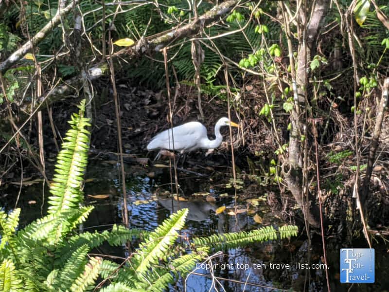 Bird watching at Corkscrew Swamp Sanctuary in Southwest Florida