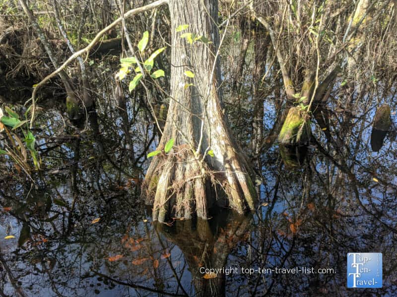 Bald Cypress swamp at the Corkscrew Swamp Sanctuary in Southwest Florida