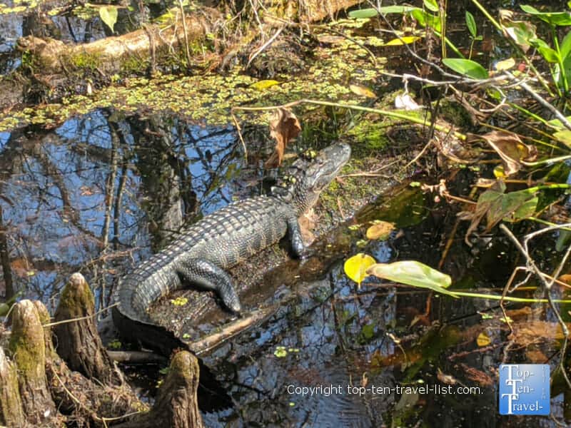 Gator at the Corkscrew Swamp Sanctuary in Southwest Florida