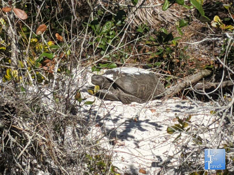 Gopher tortoise at The Naples Preserve