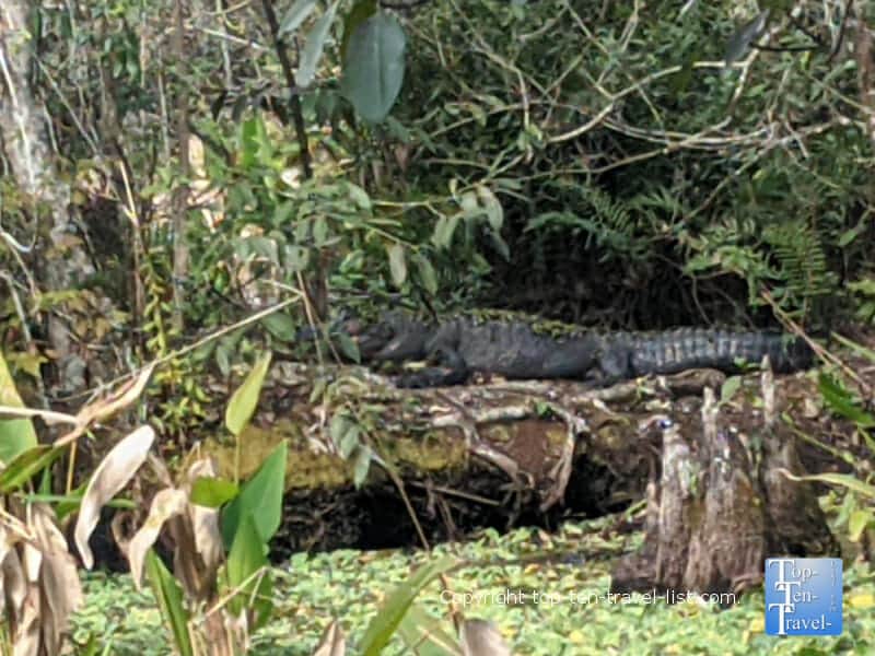 Large alligator sighting at Corkscrew Swamp Sanctuary in Southwest Florida