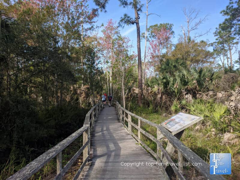 Boardwalk trail at the Corkscrew Swamp Sanctuary in Southwestern Florida 