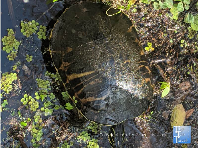 Turtle at the Corkscrew Swamp Sanctuary in Southwest Florida