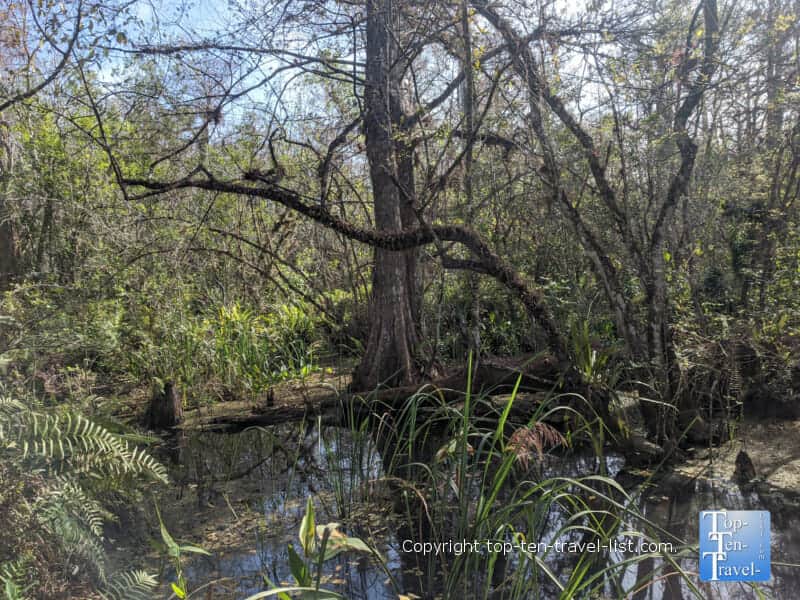 Winter views at Corkscrew Swamp Sanctuary in Southwest Florida