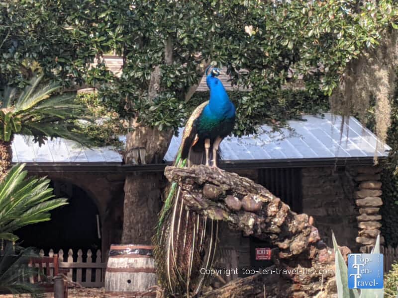 Beautiful peacock at the Fountain of Youth Park in St. Augustine, Florida