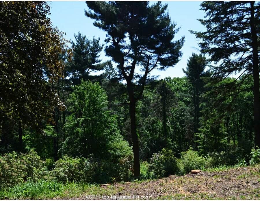 Pretty trees at The Arnold Arboretum in Boston