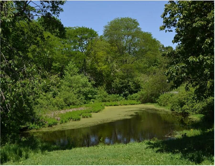 Peaceful pond at The Arnold Arboretum in Boston