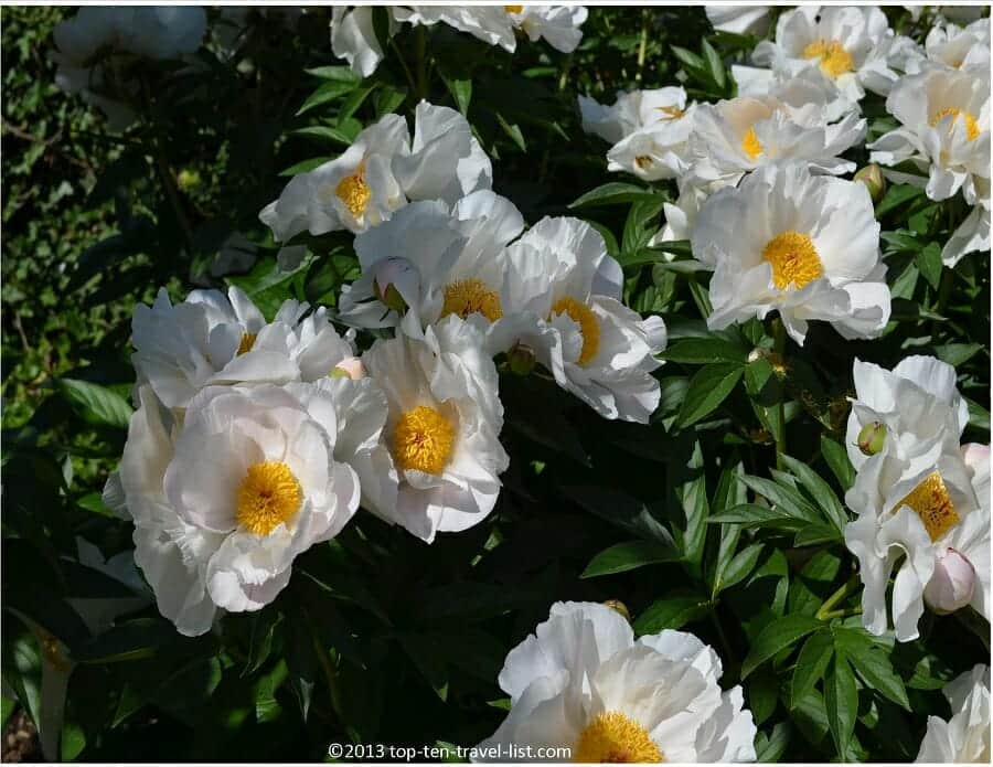 Summer flowers at The Arnold Arboretum in Boston