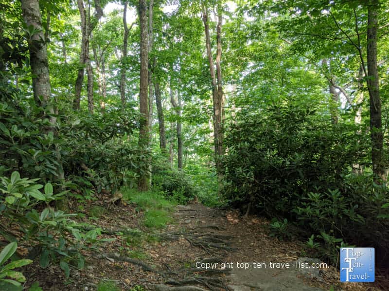 Beautiful hiking trail at Jump Off Rock in Western North Carolina