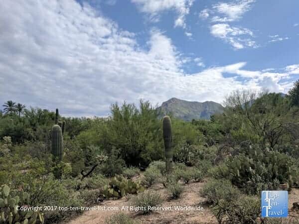 Diverse cacti at the Tohono 
Chul Garden in Tucson, Arizona