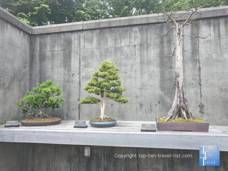 Bonsai exhibit at the North Carolina Arboretum in Asheville, North Carolina