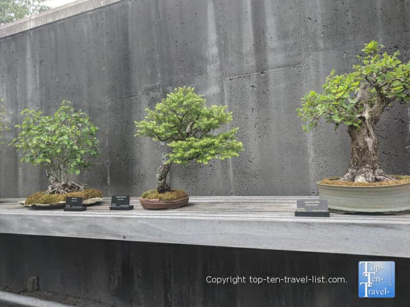 Bonsai tree at the North Carolina Arboretum in Asheville, North Carolina 