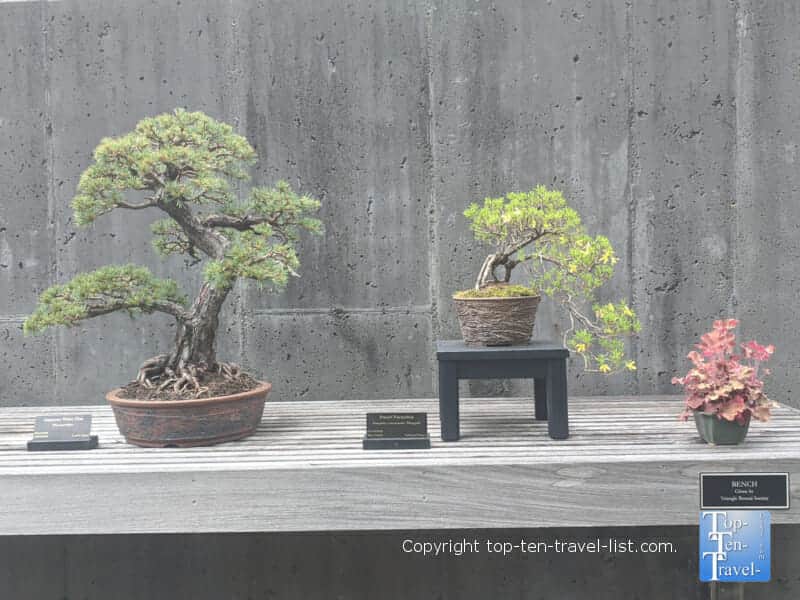 Bonsai exhibit at the North Carolina Arboretum in Asheville, North Carolina