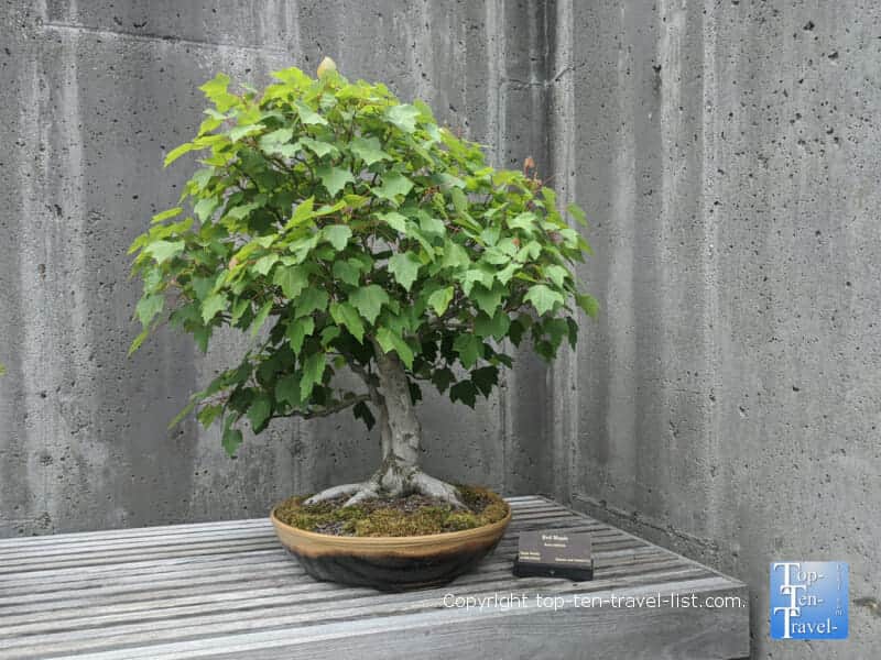 Bonsai exhibit at the North Carolina Arboretum in Asheville, North Carolina