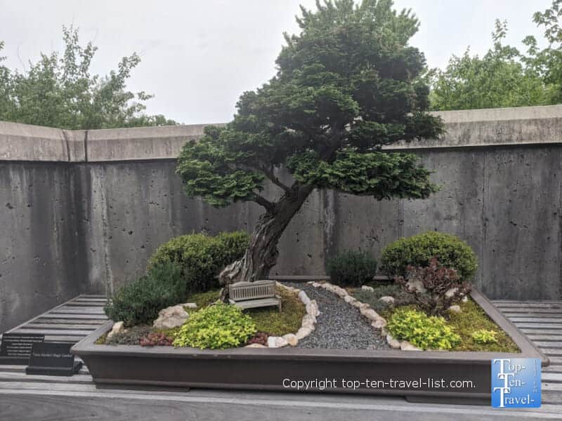 Bonsai exhibit at the North Carolina Arboretum in Asheville, North Carolina 
