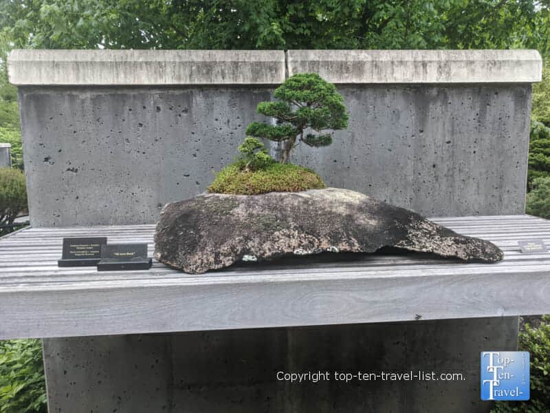 Bonsai tree at the North Carolina Arboretum in Asheville, North Carolina