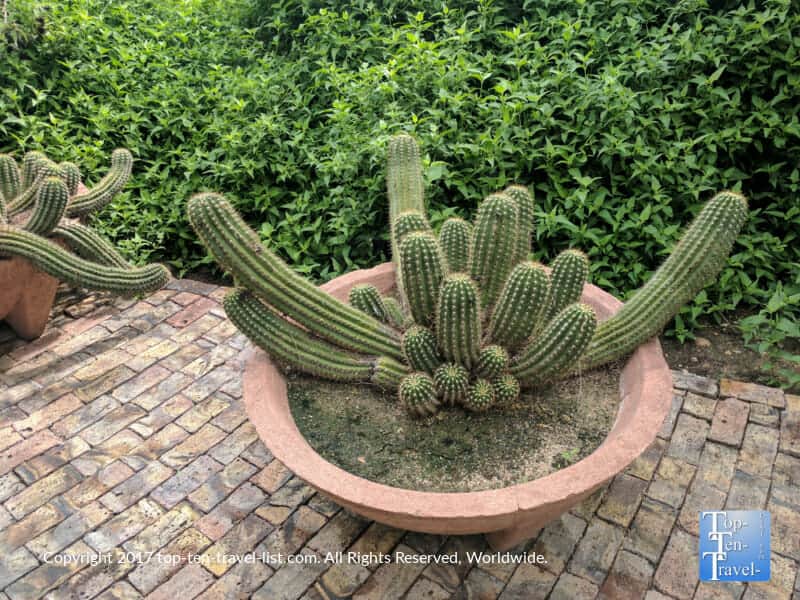 Cactus at Tohono Chul Garden in Tucson, Arizona