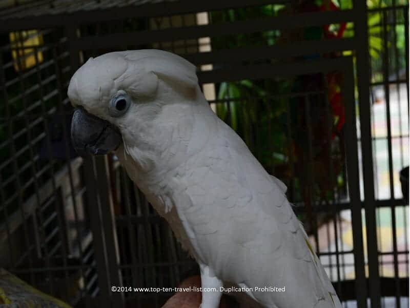 Cockatoo at Sunken Gardens in St. Petersburg, Florida  