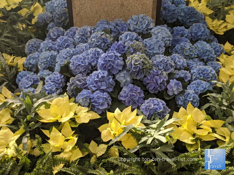 Gorgeous seasonal flowers at Longwood Gardens in Pennsylvania 