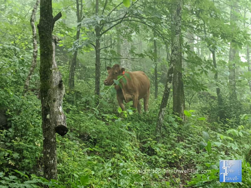 Cow on the Bearwallow Mountain trail in Western North Carolina