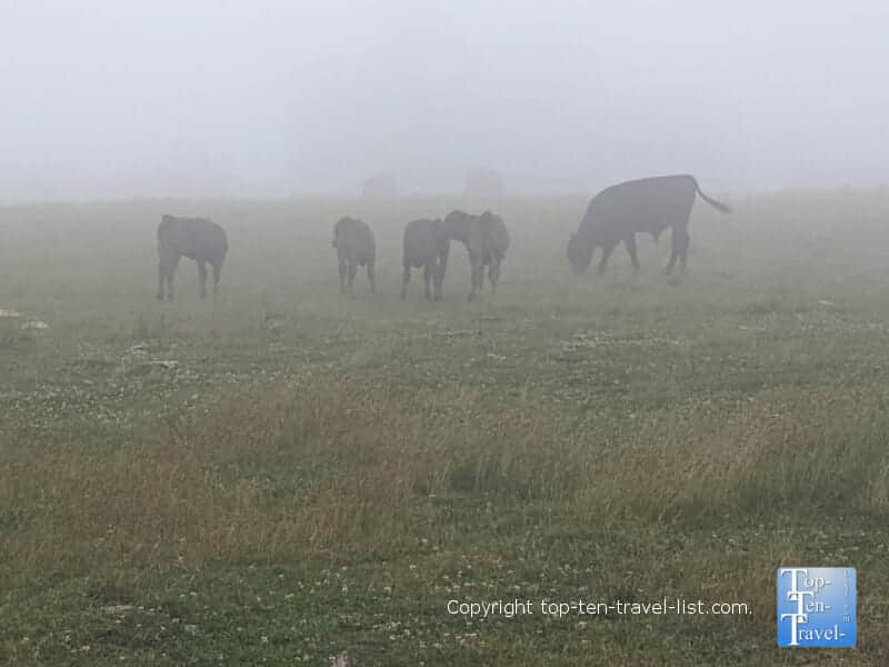Cows on a misty morning on BearWallow Mountain in North Carolina