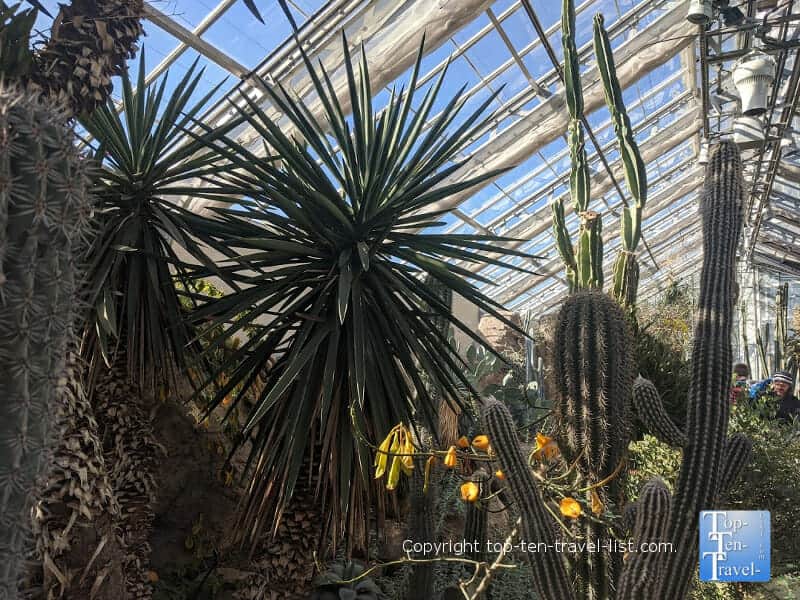 Desert garden at US Botanical Gardens in Washington DC
