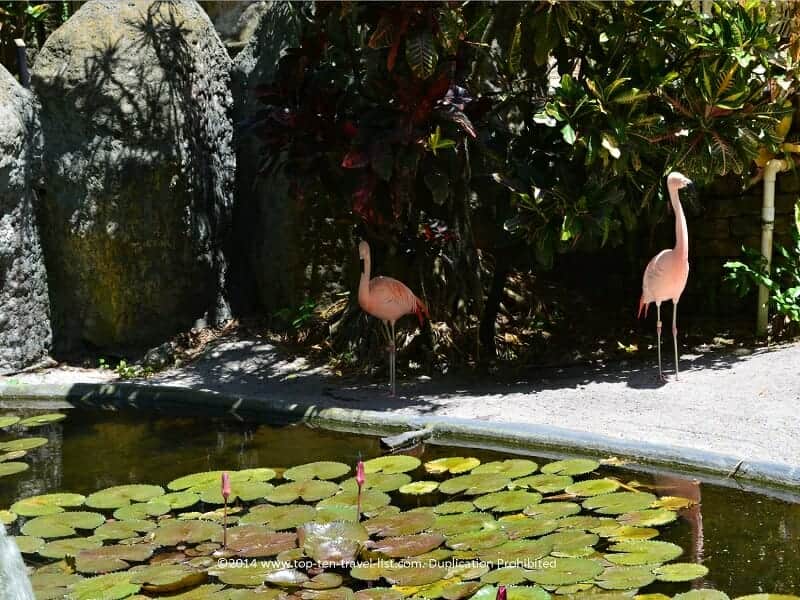 Flamingos at Sunken Gardens in St. Petersburg, Florida 