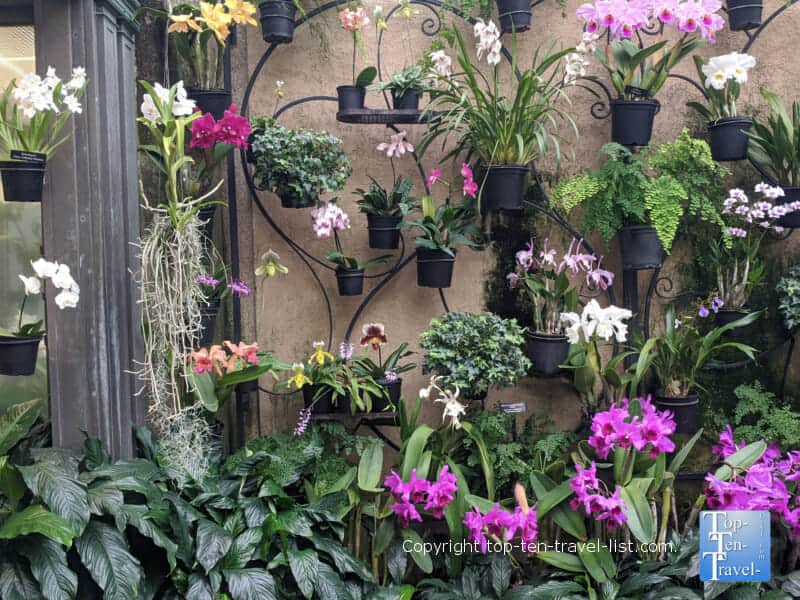 Orchids at Longwood Gardens in Pennsylvania 