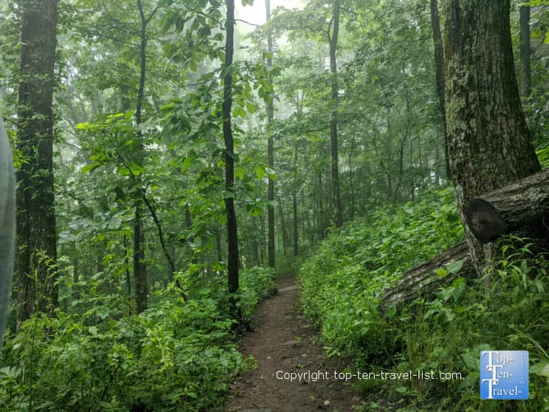 Dense forested views along the Bear Wallow Mountain trail in North Carolina