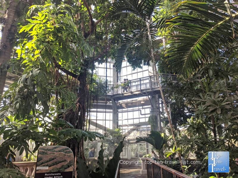 Lush tropical gardens at the US Botanical Gardens in DC